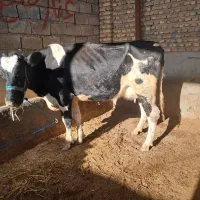 گاو شیری|حیوانات مزرعه|گنبد کاووس, |دیوار