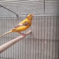 قناری نر|پرنده|کرمان, |دیوار