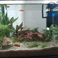 آکواریم ماهیران