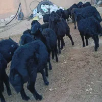 بره ماده قره قزل گوسفند میش قوچ شیشک افشار دوقلو