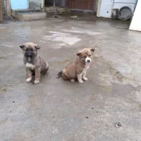 حیوانات مزرعه