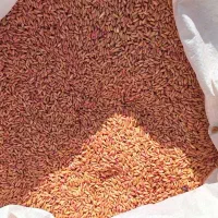 ۱۵ تن گندم بوجاری شده|عمده‌فروشی|تیکمه داش, |دیوار