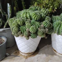 کاکتوس اچینوپسیس گل ده