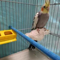 عروس هلندی