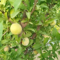 زمین باغی|فروش دفتر صنعتی، کشاورزی، تجاری|حبیب آباد, |دیوار