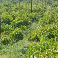 ۵۰۰ متری تاکستان فنس کشی شده