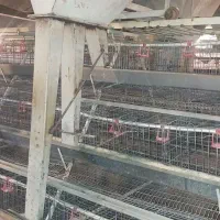 قفس مرغ داری تخم گذار