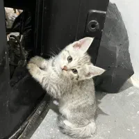 گربه برفی|گربه|تربتحیدریه, مظفریه|دیوار