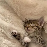 2 بچه گربه 2 ماهه