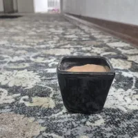 گلدان کوچک|گل مصنوعی|کرمان, |دیوار