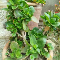 گل قاشقی وگل پدیلانتوس|گل و گیاه طبیعی|لاهیجان, لاشیدان|دیوار