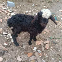 بره خوراک خور