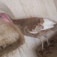 بوقلمون ماده|حیوانات مزرعه|تفت, |دیوار