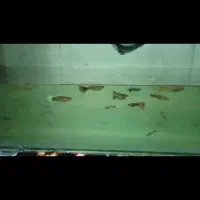 ماهی گوپی و فایتر|ماهی|اصفهان, فردوان|دیوار