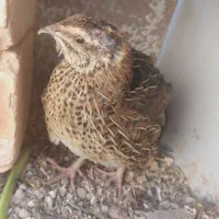 ۴ عدد بلدرچین