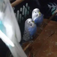 ۵ عدد مرغ عشق نر|پرنده|کنارک, |دیوار