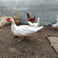 اردک سفید اسرائیلی نر ومده