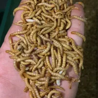 کرم میلورم،پرورش کرم میلورم