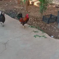 خروس جوان فروش یا معاوضه با مرغ تخم گذار