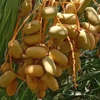 حراج|موبایل|رودان, |دیوار