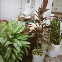 گل طبیعی|گل و گیاه طبیعی|فردیس, نسترن شرقی|دیوار