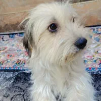 سگ آموزش دیده