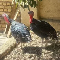 بوقلمون‌نر ،مرغ و خروس گلین و جوجه خروس گلین