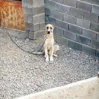 توله سراب|سگ|قوچان, |دیوار