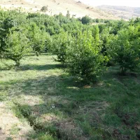 فروش-باغ