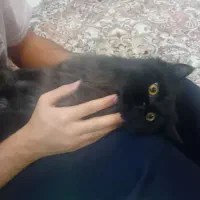 گربه پرشین|گربه|تهران, تهرانپارس غربی|دیوار