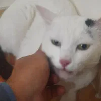 واگذاری گربه ترکیش