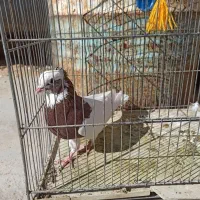 طوق سرخ|پرنده|طسوج, |دیوار