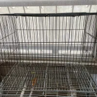 دوعدد قفس عروس هلندی