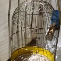 قفس پرنده