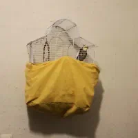 پرنده|پرنده|اهواز, سیصد دستگاه|دیوار