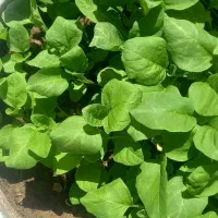 نشا گوجه فلفل بادمجان