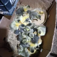 یک روزه الی 3 ساله