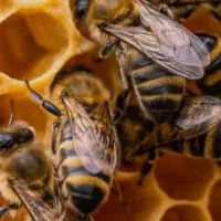 عسل طبیعی گون،انگبین،زول،چندگیاه دارویی با ضمانت