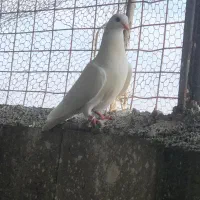 جفت سفید مهر جوجه