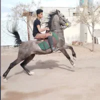 نریون کره بی‌نظیر رحیمی