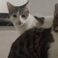 گربه سفید گمشده