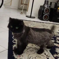 گربه بریتیش|گربه|تهران, جوادیه تهرانپارس|دیوار