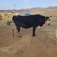 یک راس گاو یلنی