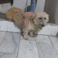 سگ ماده خانگی پشمالو