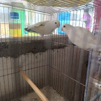 طوطی برزیلی مولد|پرنده|ملکان, |دیوار