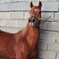 اسب عرب ایرانی نریون