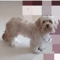 سگ گمشده