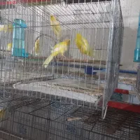 قناری سالم|پرنده|بندر انزلی, میان پشته|دیوار