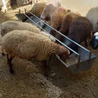 میش آبستن بره ماده|حیوانات مزرعه|مشهد, كنويست|دیوار