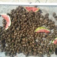 حلزون اسکارگو طبی